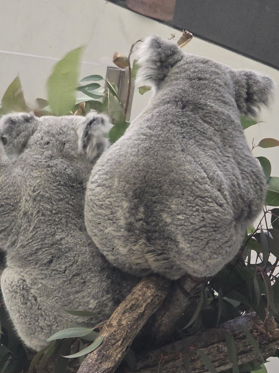 ひるしょー🐨 (@shogo021498) / Posts / X