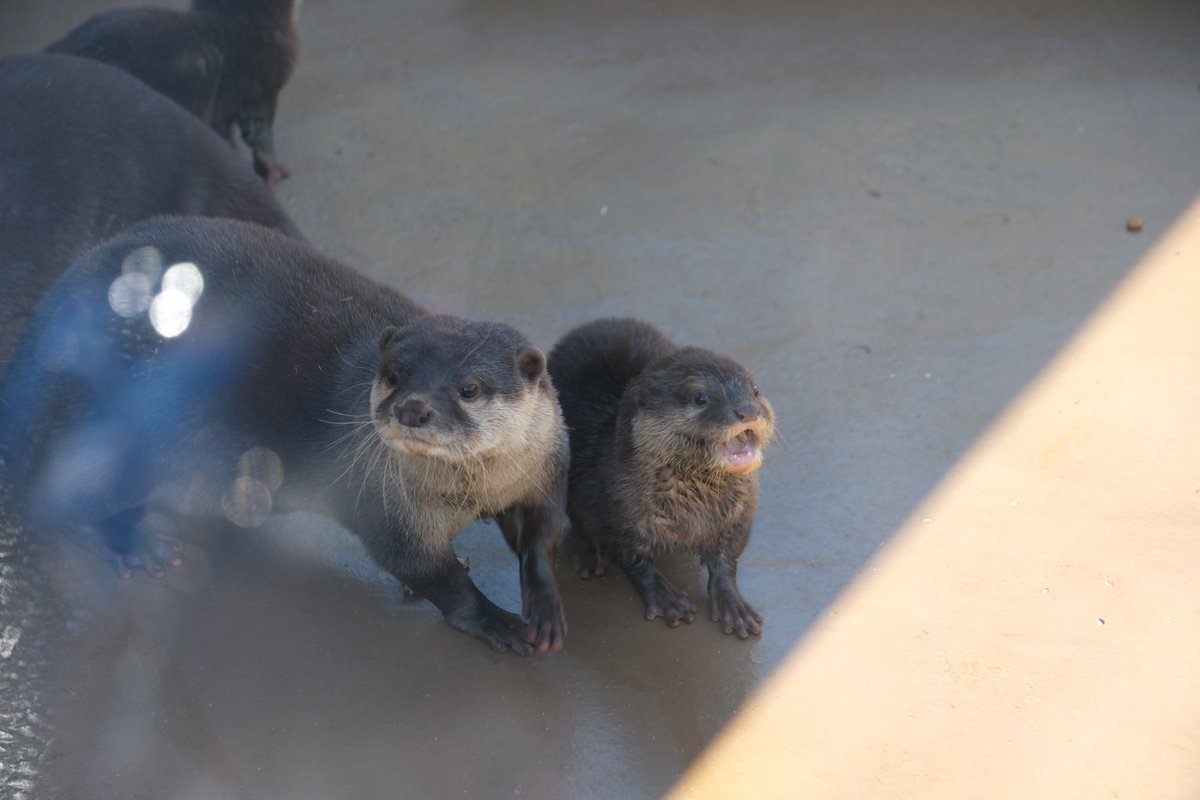 やっぱり かんた♥ 可愛い系男子でした😍 #かみね動物園