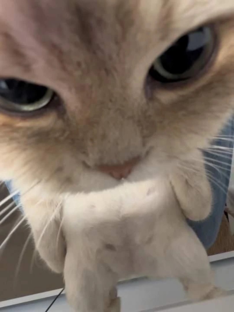 TheCatsX's tweet image. 