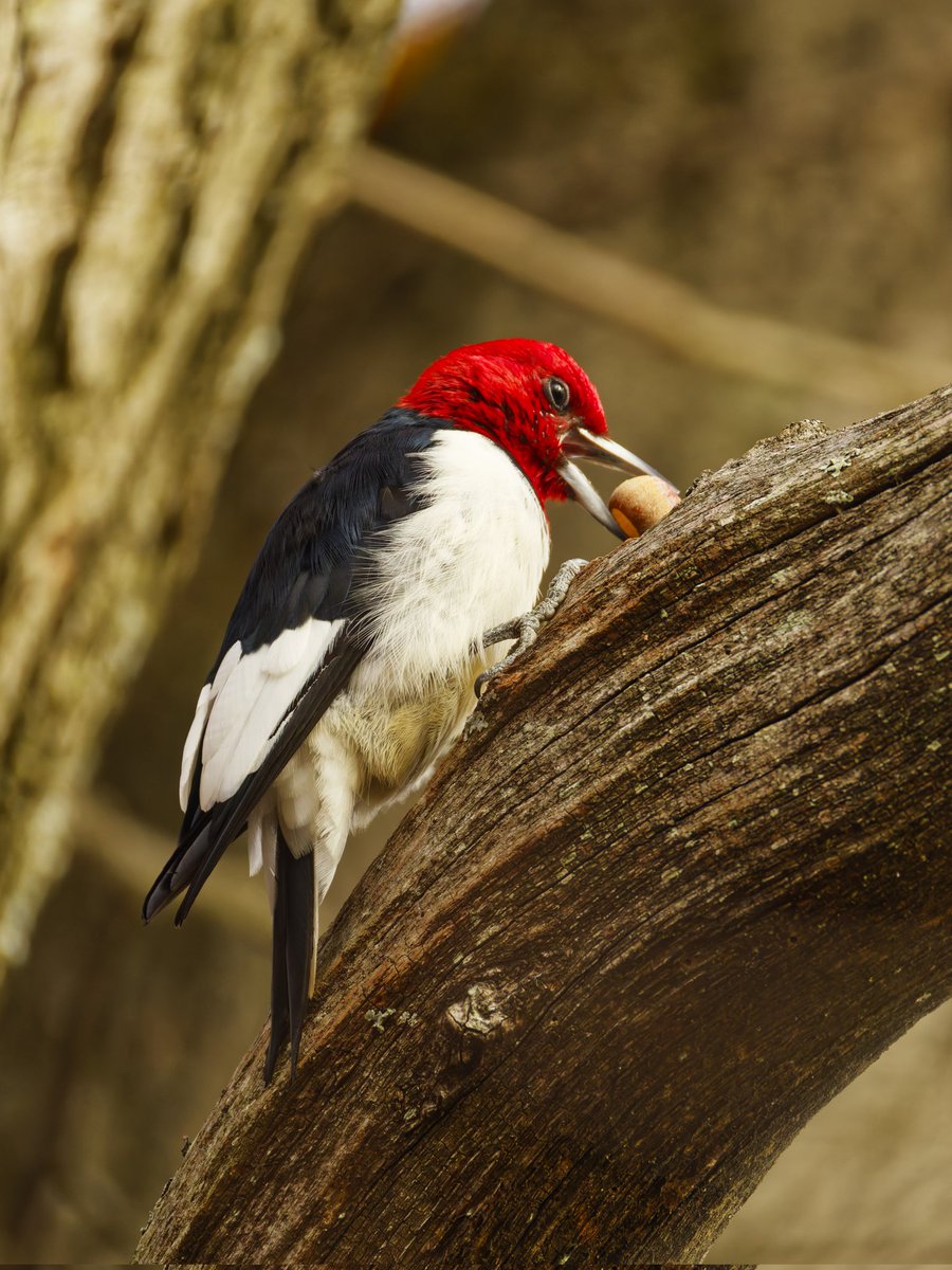 This red-headed woodpecker was working on a newly picked acorn. Marshlands Conservancy, 11/15/2025 #birdphotography #BirdsSeenIn2025 #BirdsOfTwitter