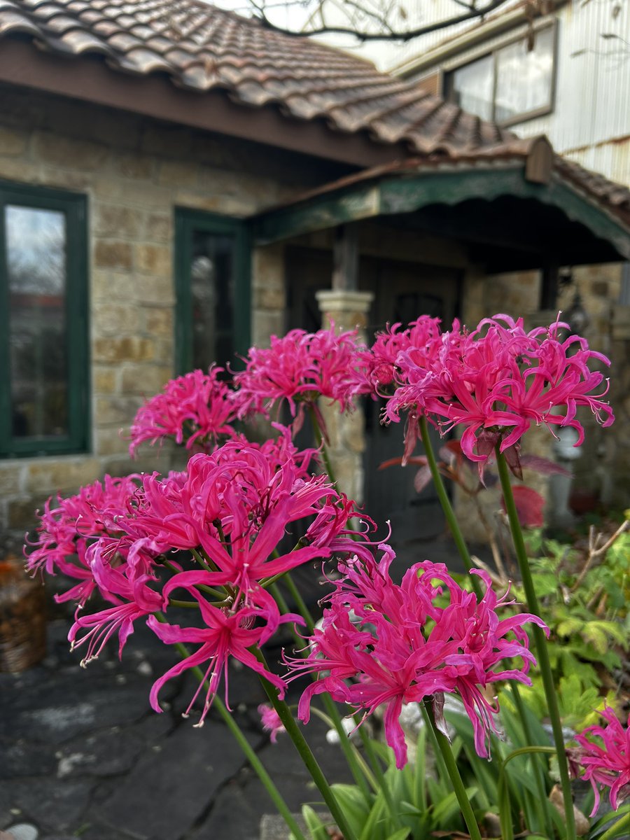 kuuwork's tweet image. 寒い日が続きますが、ショールームのガーデンはお花が咲いてます。