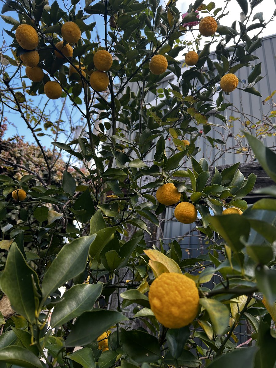 kuuwork's tweet image. 寒い日が続きますが、ショールームのガーデンはお花が咲いてます。