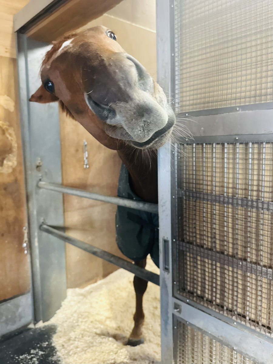 aidoruobake's tweet image. ＧIウィークの朝
おはようあっくん❤️🤍

#アーレムアレス
#ホープフルステークス