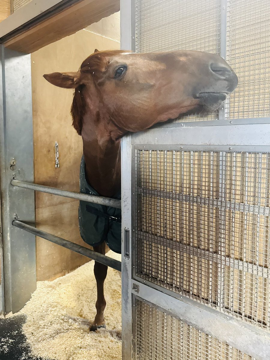 aidoruobake's tweet image. ＧIウィークの朝
おはようあっくん❤️🤍

#アーレムアレス
#ホープフルステークス