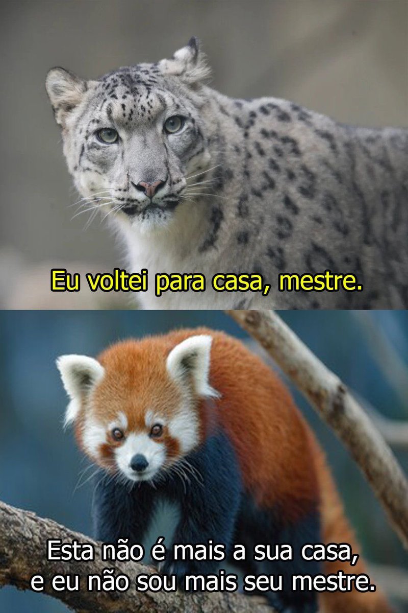 shitpostverdade's tweet photo. https://t.co/qgaguo43qc