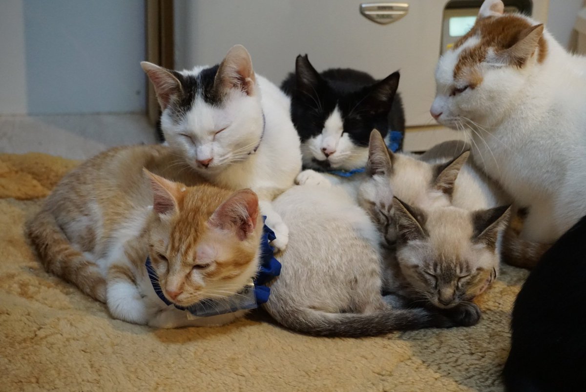 ツキネコカフェ (@tsukinekocafe) / Posts / X