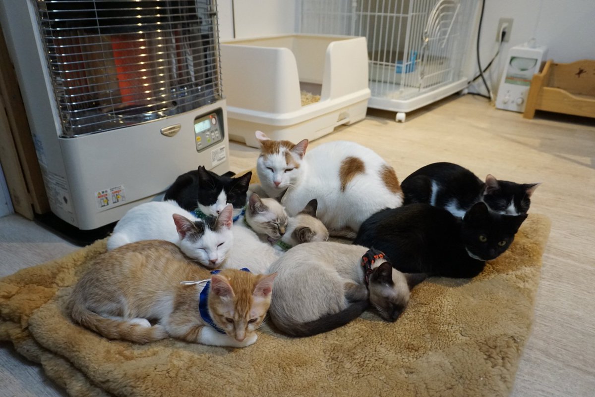 ツキネコカフェ (@tsukinekocafe) / Posts / X