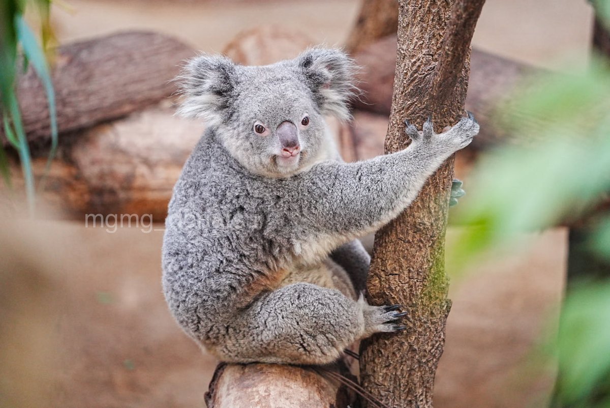 もぐもぐ (@mgmg_donatsu) / Posts / X