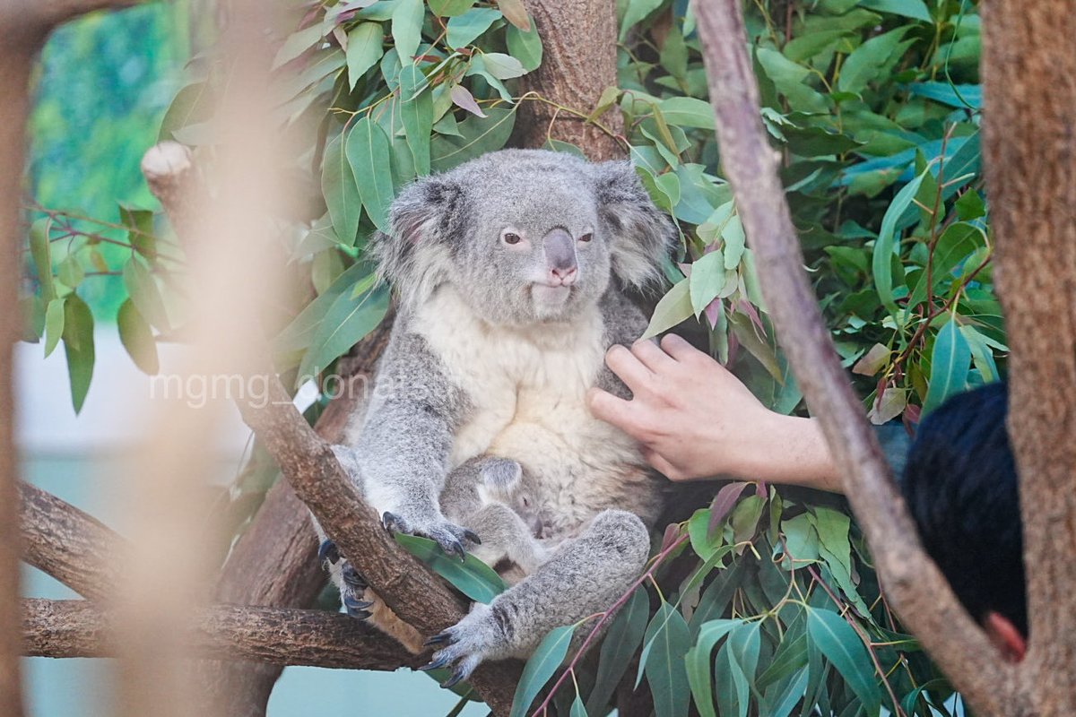 もぐもぐ (@mgmg_donatsu) / Posts / X