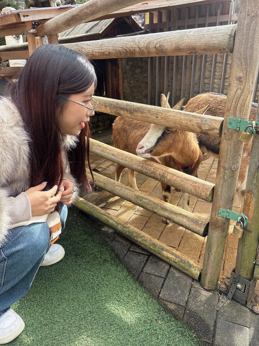 yuri__mito's tweet photo. 水戸ゆりがおりひめに入るきっかけになった、まゆちんのお友達に会いに来た🐐︎💕︎ https://t.co/nl5n9XKjM7
