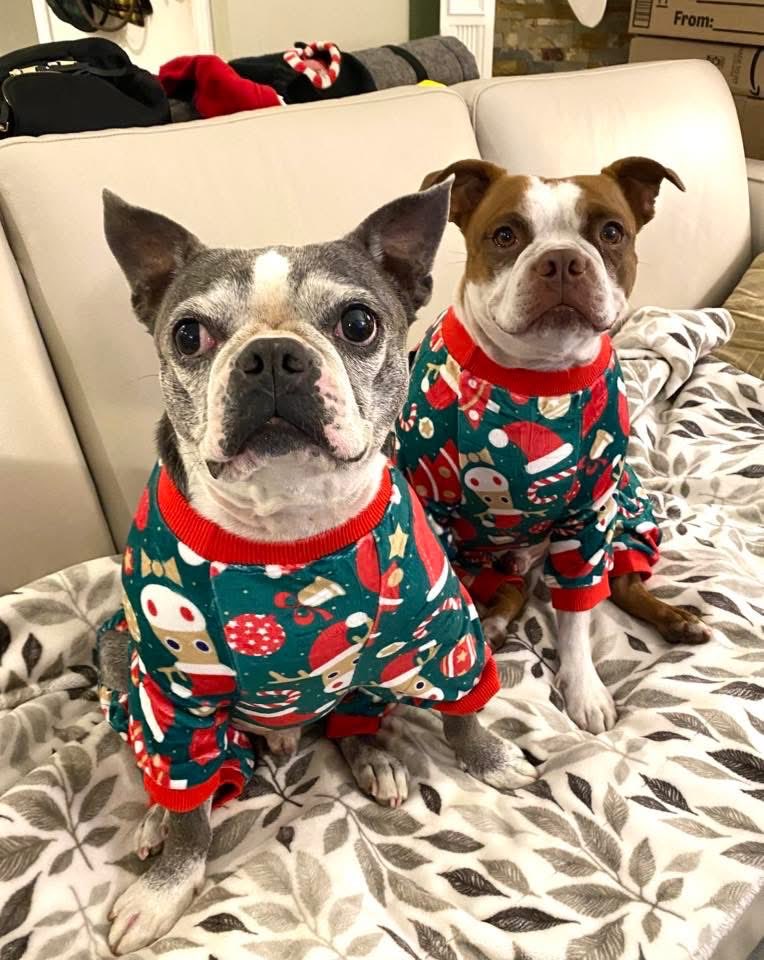 bterrierdogs's tweet photo. Cooper and Jackson
#bostonterrier #bostonterriers #dogs #pajamas #cozy https://t.co/zx5ZmSlnKj