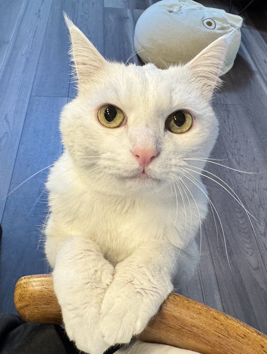 ハク様 ハク様 (@hakusama0906) / Posts / X