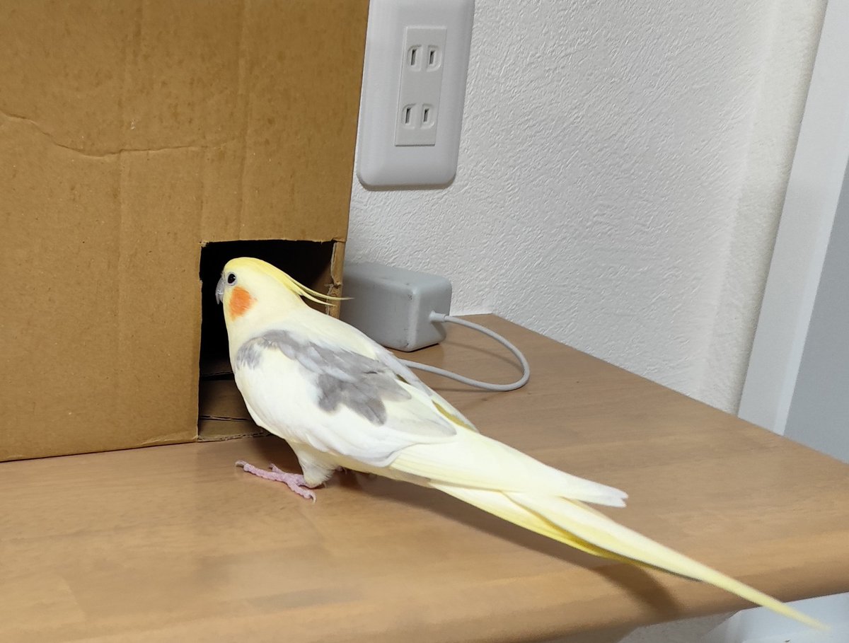 隙間があると入りたい