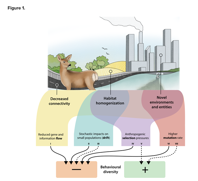 MonashBiol's tweet photo. How is behavioural diversity affected by human-induced change? Oded Berger-Tal and co-authors review how anthropogenic disturbances can impact behavioural diversity through the evolutionary forces of selection, flow, mutation and drift. https://t.co/DzNeZUHknh @BBM_Wong https://t.co/zuTft5BOcq