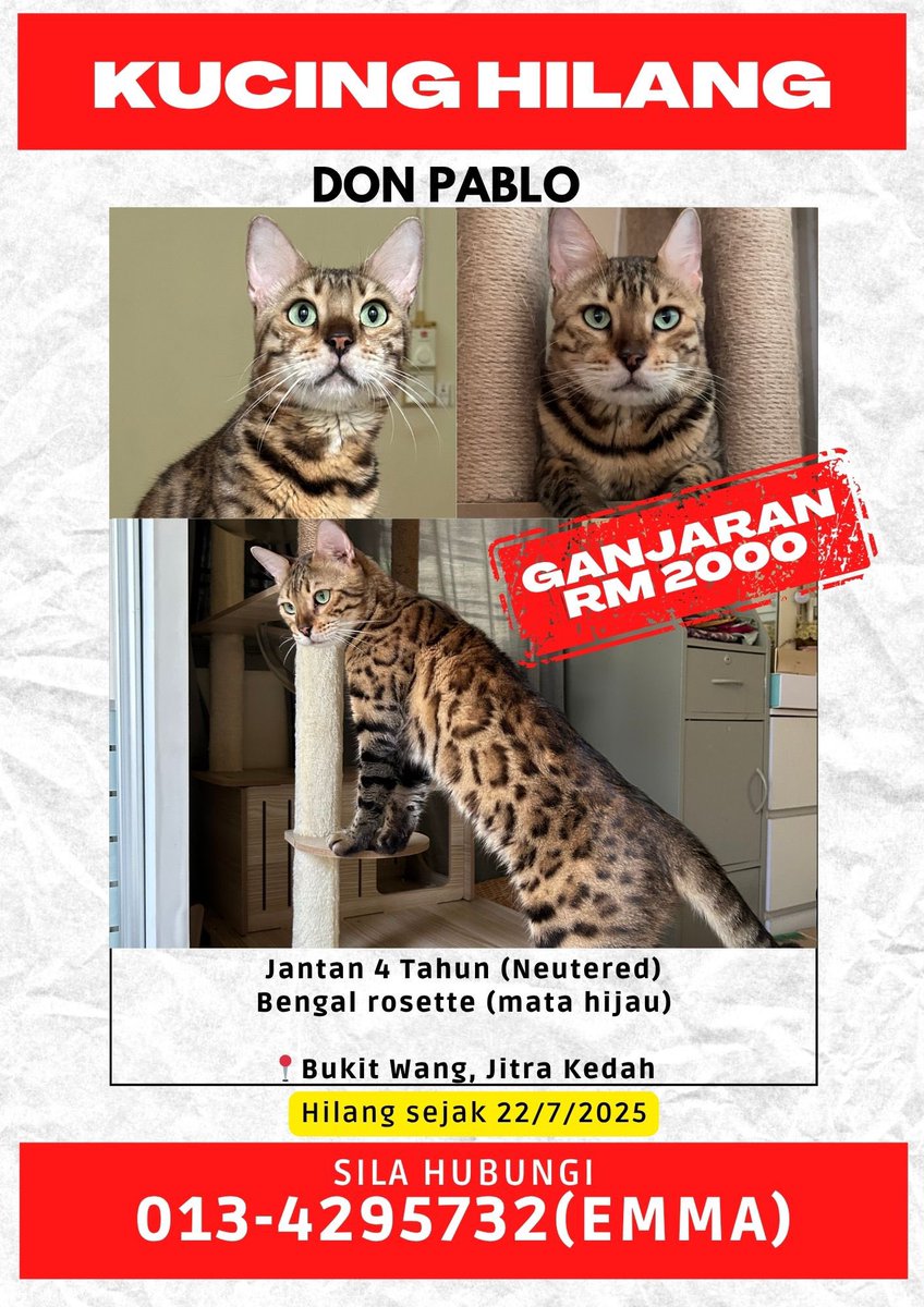 yemmeow's tweet image. ‼️ GANJARAN RM2000 ‼️

Dah 5 bulan Don hilang. Sampai sekarang masih mencari dan tak pernah berhenti berharap.

Kalau ada sesiapa yang ternampak atau terbela don, tolong contact saya.  Saya cuma nak Don balik dengan selamat.

Don jenis kucing yang aktif dan mudah stress kalau…