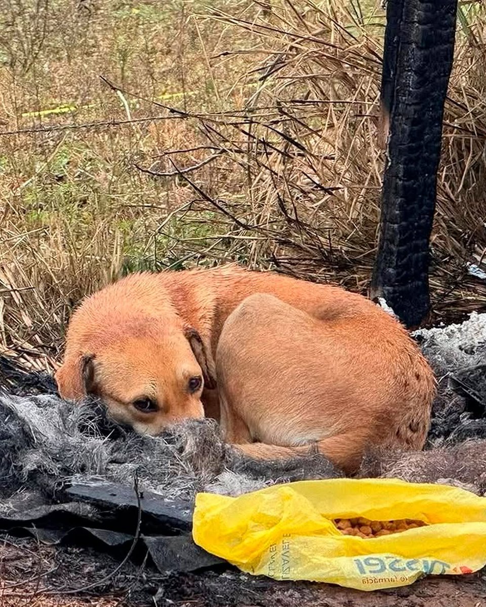 AcervoCharts's tweet image. FINAL FELIZ! Após ter sua casinha incendiada por vândalos, doguinha foi resgatada e adotada.