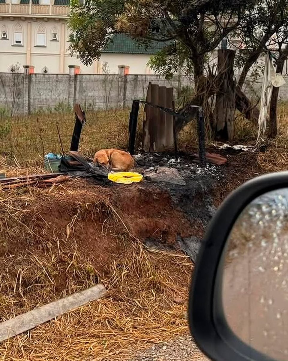 AcervoCharts's tweet image. FINAL FELIZ! Após ter sua casinha incendiada por vândalos, doguinha foi resgatada e adotada.