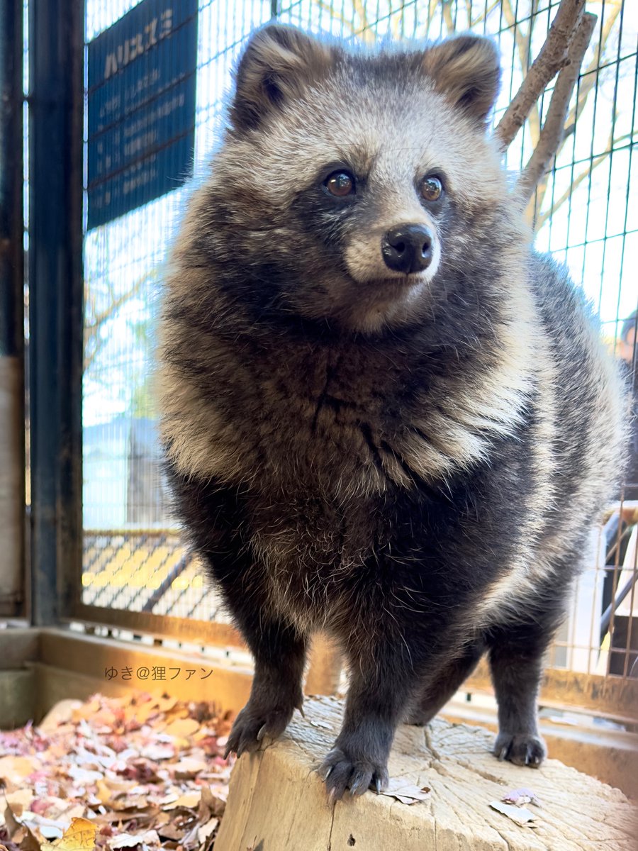 夢見ヶ崎動物公園