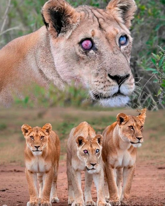 Axaxia88's tweet image. Leona, 17 years old. A blind lioness mother has bravely survived for 5 years thanks to the boundless love from her daughters – a touching story of sacrifice and family bonds in the wild! ❤️