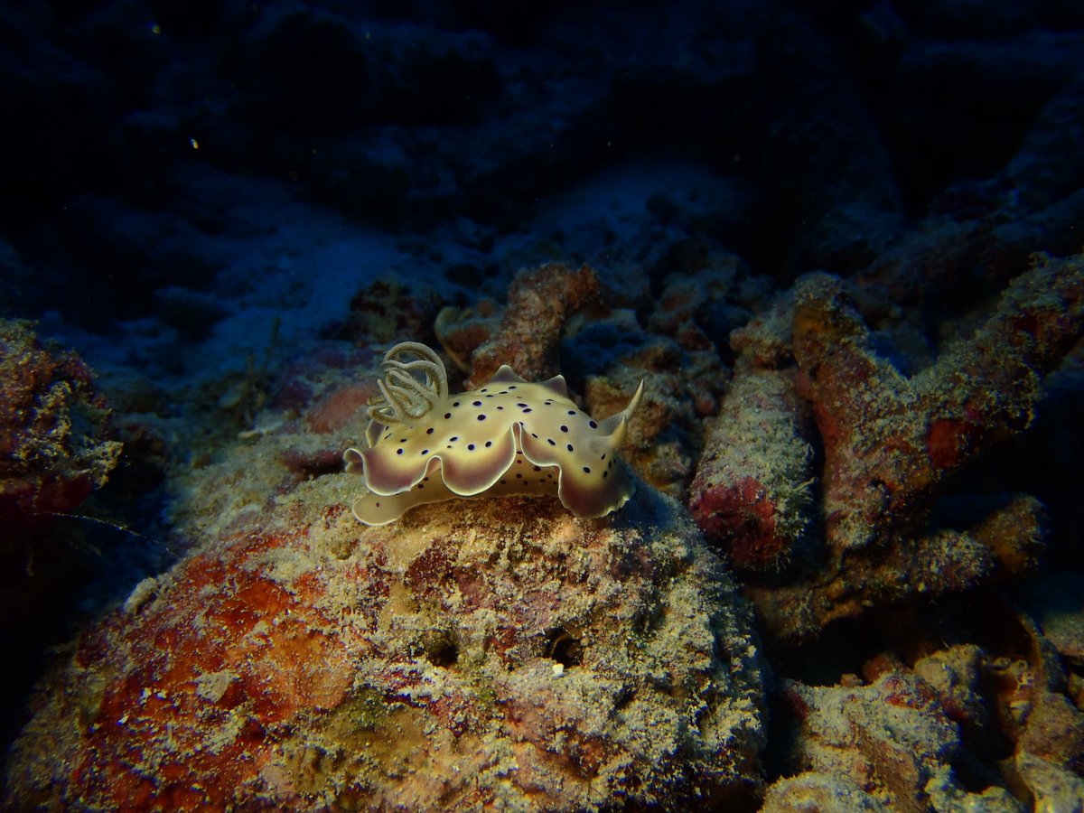 Nice encounters of 2025
#marinelife #maldives #uwphotography #uwphoto
