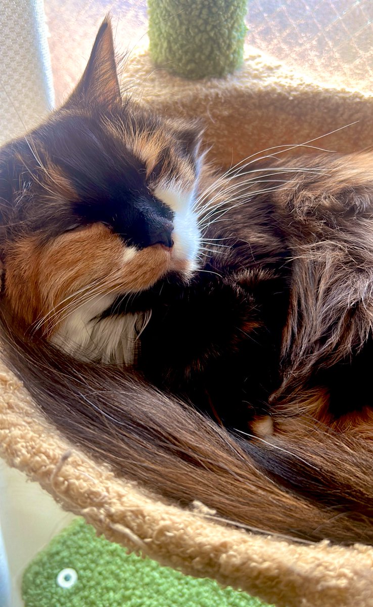 ころも (@koromo_2448) / Posts / X