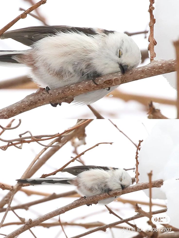 Birds Colour 🕊️ (@birdscolour56) on Twitter photo 