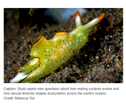 MonashBiol's tweet photo. Was Darwin wrong? Hermaphrodites found to be more energy efficient than animals with two sexes 
https://t.co/PbnYIDE4B9 https://t.co/ijUKUjW555