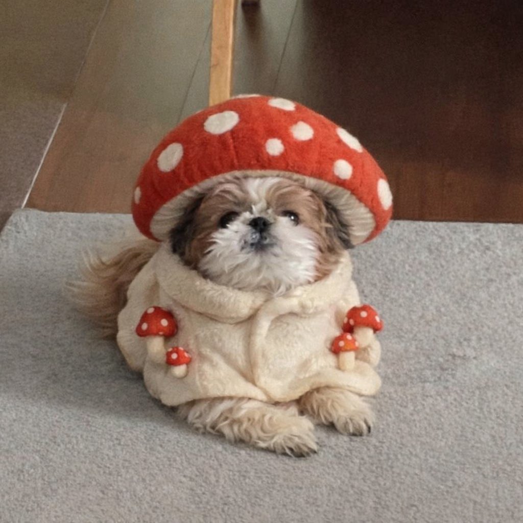 안녕하세요?
오랜만이죠?
저는 그동안 버섯이 되었습니다.