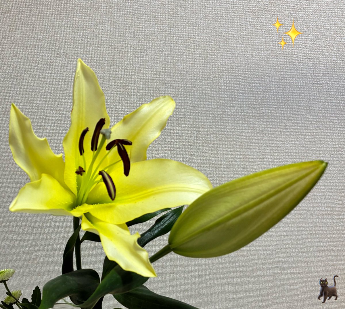 例の #カサブランカ 🎄クリスマスの二日間で こんなことになって