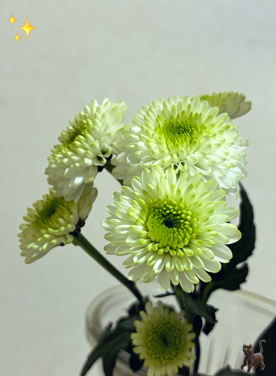 例の #カサブランカ 🎄クリスマスの二日間で こんなことになって