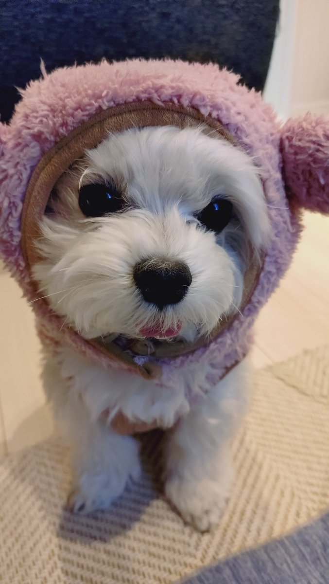 にこまるページ にこまる (@6yQgZFNMNk76215) / Posts / X