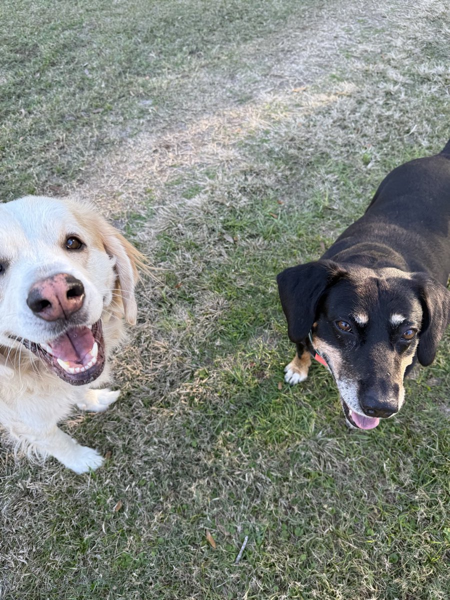 catturd2's tweet image. I’m burned TF out on politics right now. 

I know a bunch of you can relate.

But I do wanna wish all of you a Merry Christmas. 

Reply with pictures of your fur babies. 

Let’s get into the holiday spirit, without the stressful politics.