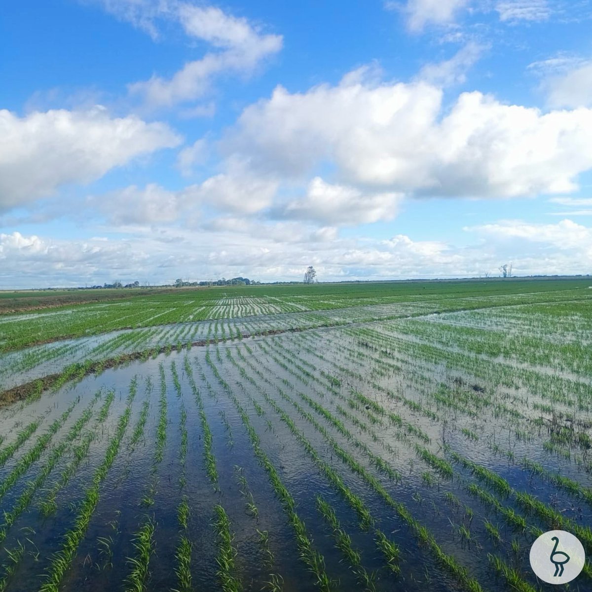 Campaña de arroz en Yuquerí, monitoreo del lote 🌱 

#agricultura #arroz #riego #corrientes #mercedes