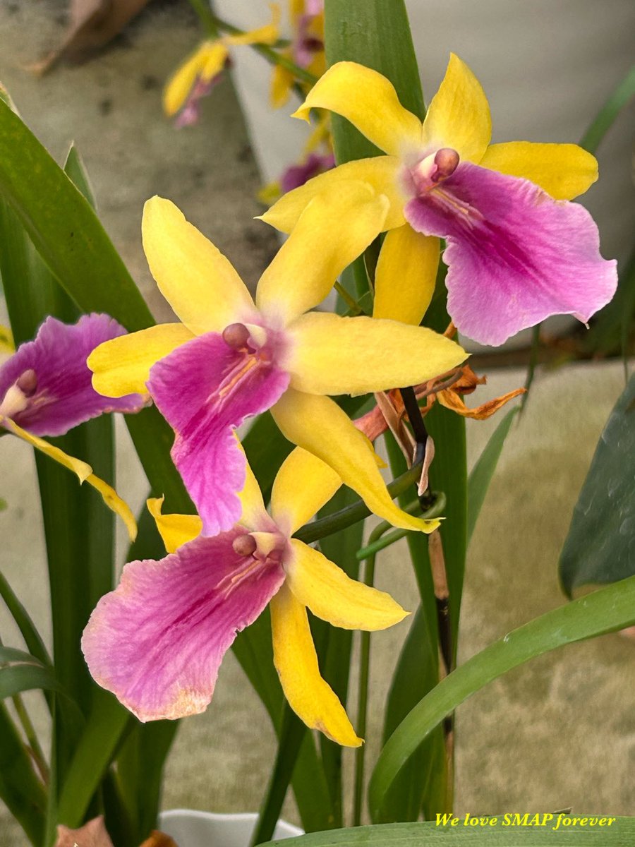 #終幕のロンド 
あんなに待ち焦がれてたのに
もう終わってしまう…
心して観ます💛
今日もファイティン٩( 'ω' )و
#私の_世界に一つだけの花
#とにかく_SMAP_好きなんです 
#スマ写真部