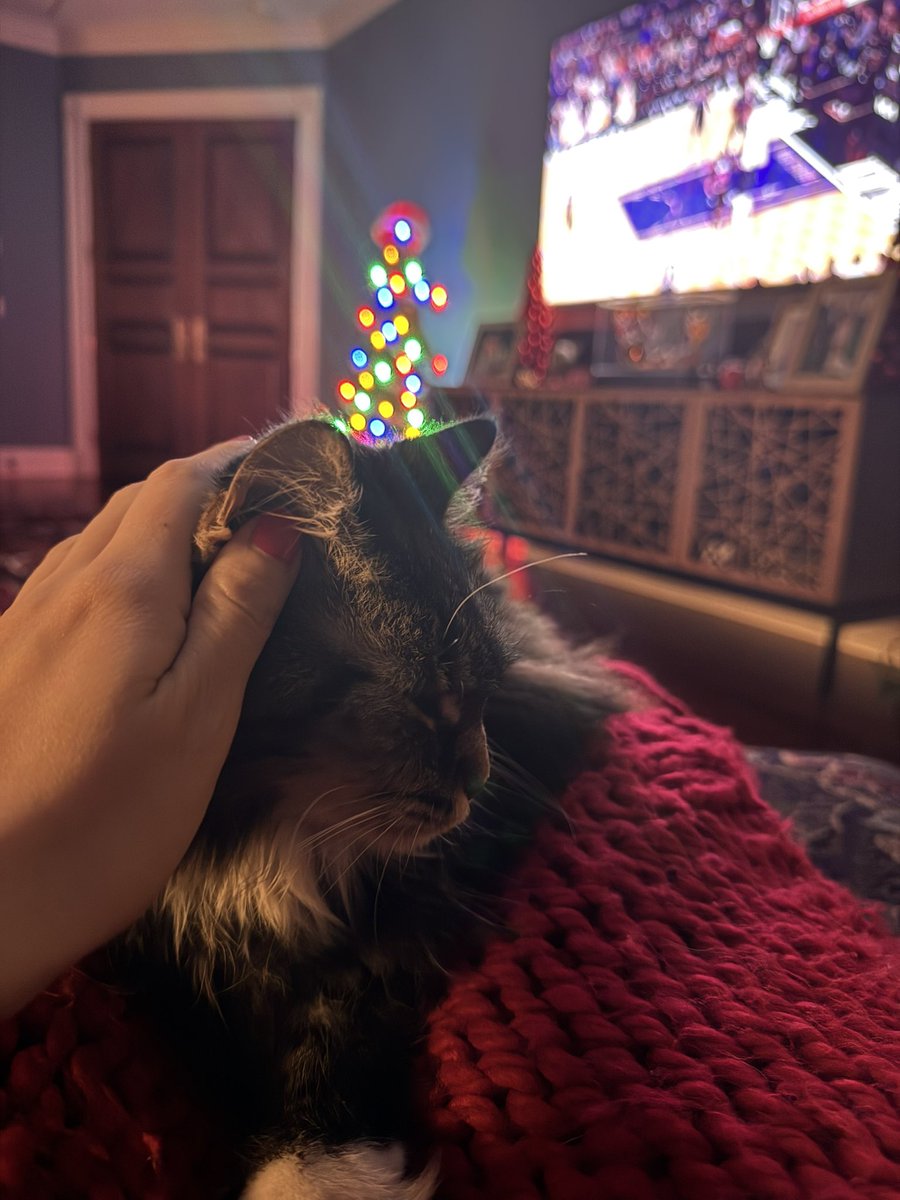 Nothing like #CozyCatSnuggles to end the week. ✨😻🎄✨