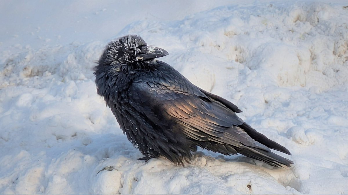 normhamilton's tweet image. A raven reflects some sunlight at -40.