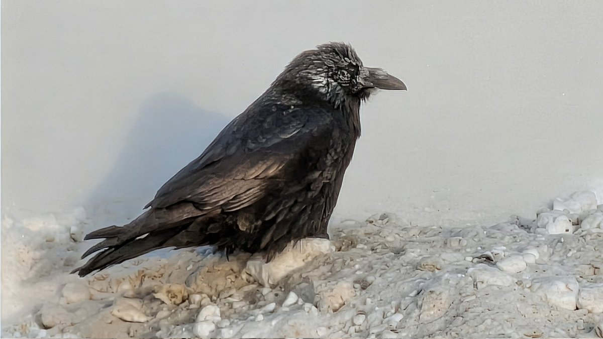 normhamilton's tweet image. A raven reflects some sunlight at -40.