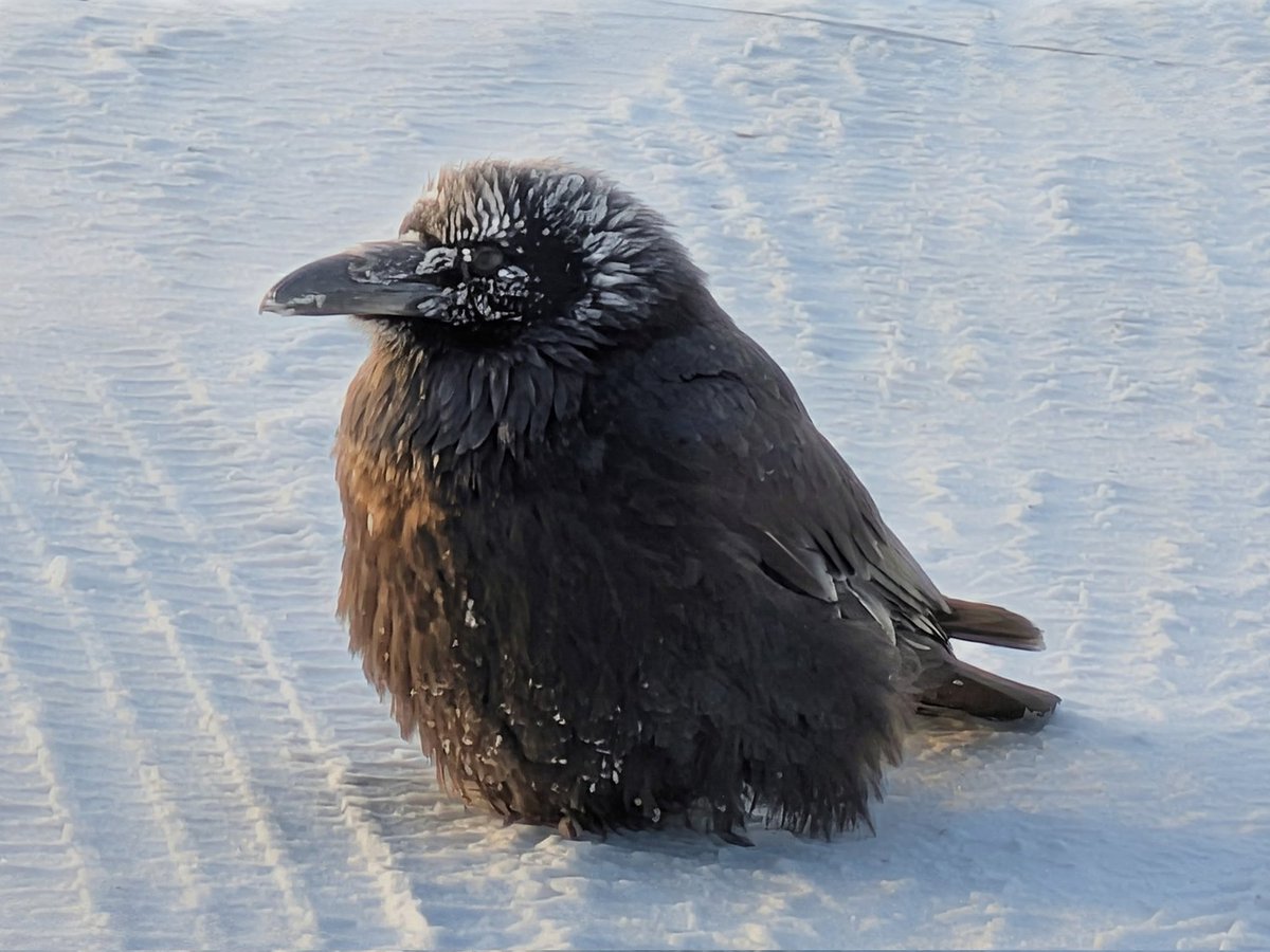 normhamilton's tweet image. A raven reflects some sunlight at -40.
