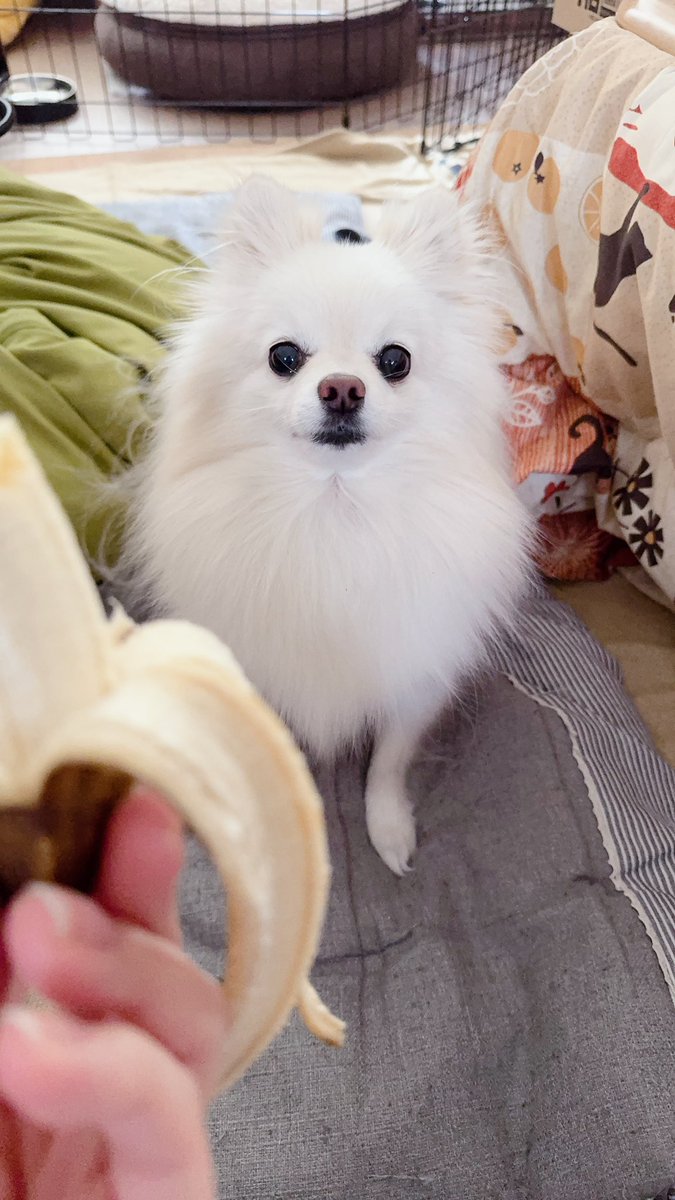 ポメころびページです＊ Pome（ぽめ）OPS7 (@PomePome_Dog) / Posts / X