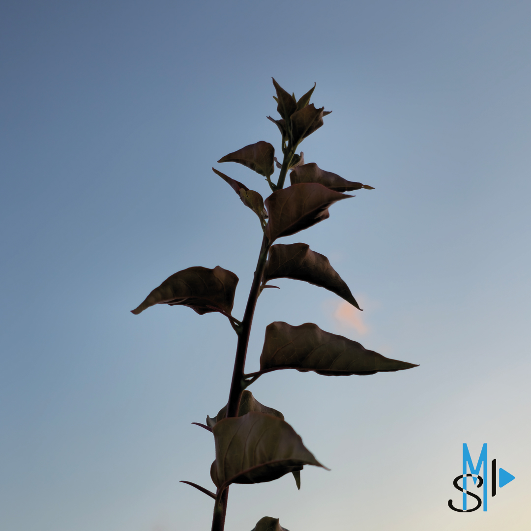 SaveMotionProd's tweet image. #SaveMotionProduction #photography #nature #martinique #972