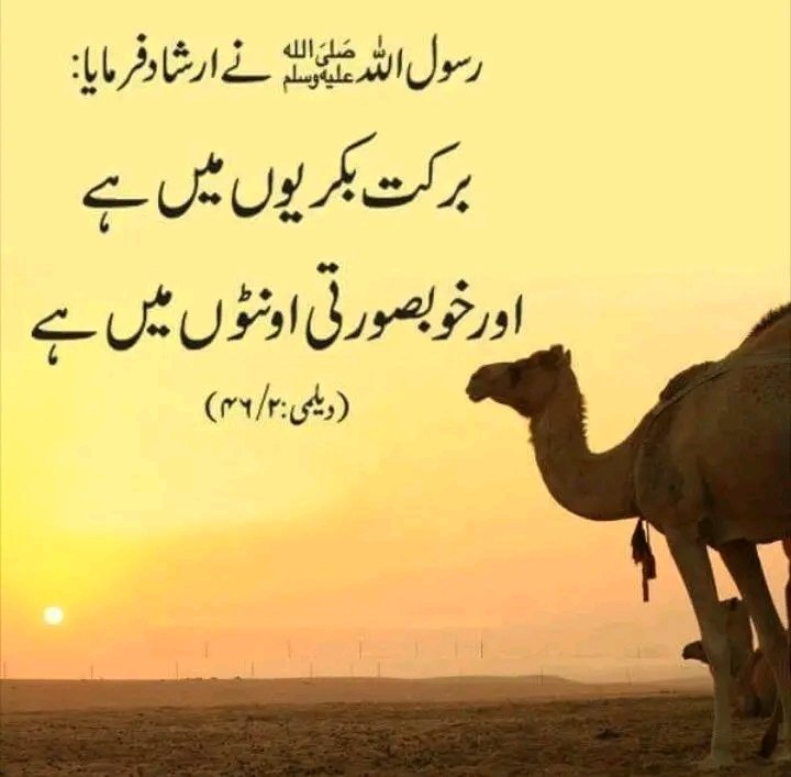 Sadia Rajpoot ⚡ (@__mns12) on Twitter photo 