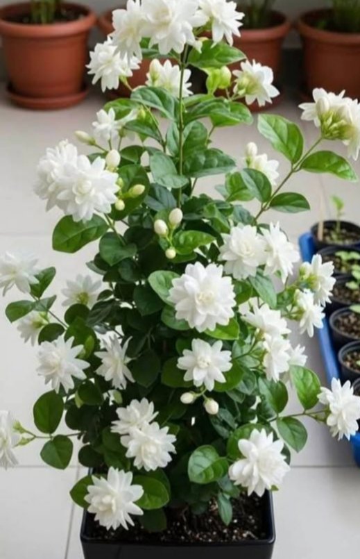 गुड मॉर्निंग दोस्तों...✨
स्वस्थ शरीर में स्वस्थ मन का विकास होता है