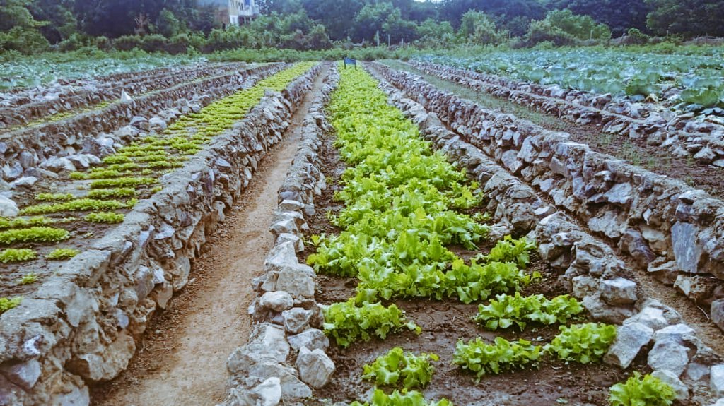 Con el compromiso de tener todos los organoponicos en producción, celebraremos el
27 de diciembre el 38 Aniversario de fundado el Movimiento de la agricultura urbana, por el General de Ejército #RaulCastroRuz Líder de la Revolución Cubana. <a href="/YdaelB/">Ydael Pérez Brito</a> #AgriculturaCubana