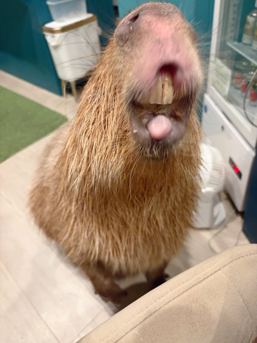 かとうゆみ　カピバラ カピバラ ってどんな生き物？特徴や生息地を紹介| 淡水魚のいきもの