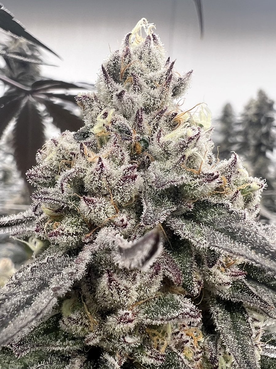 This plant has never hurt anyone.
Yet suddenly there’s a wave of ridiculous claims being thrown around like it’s 1996 all over again. When fear replaces facts, it’s usually because something else is going on.
Stay curious. 🌱
