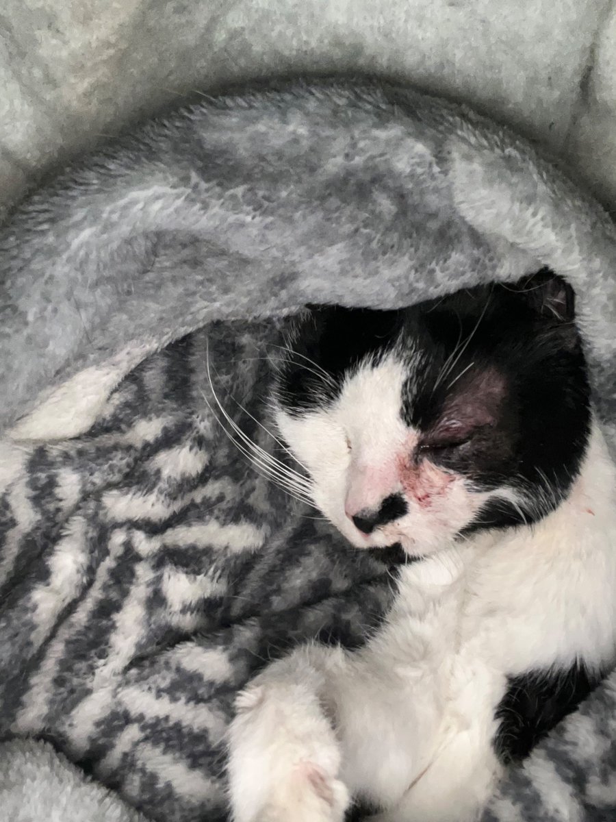 Spending the night cradling my 12 year old cat while he endures late stage brain cancer. If he doesn't pass on his own tonight, I have to take him in tomorrow at 8 am. My heart is breaking because he was FINE a week ago--we had no idea he was sick. It all happened so fast. He