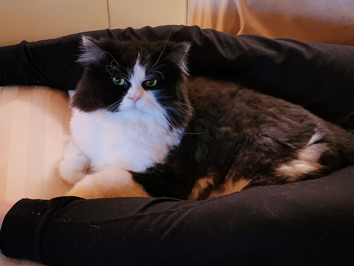 Rose3Pam's tweet photo. @catturd2 My 12 yr old fur child, Franklin Fuzzy Pants...total Daddys boy!💕🙏🐈‍⬛💕 https://t.co/Ok4zJjGH2q