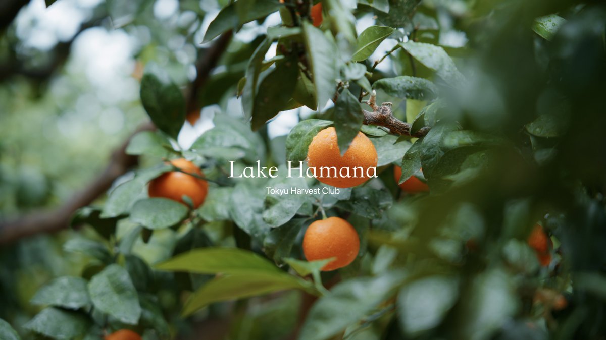 NikonZR が旅先カメラとしてあまりに優秀