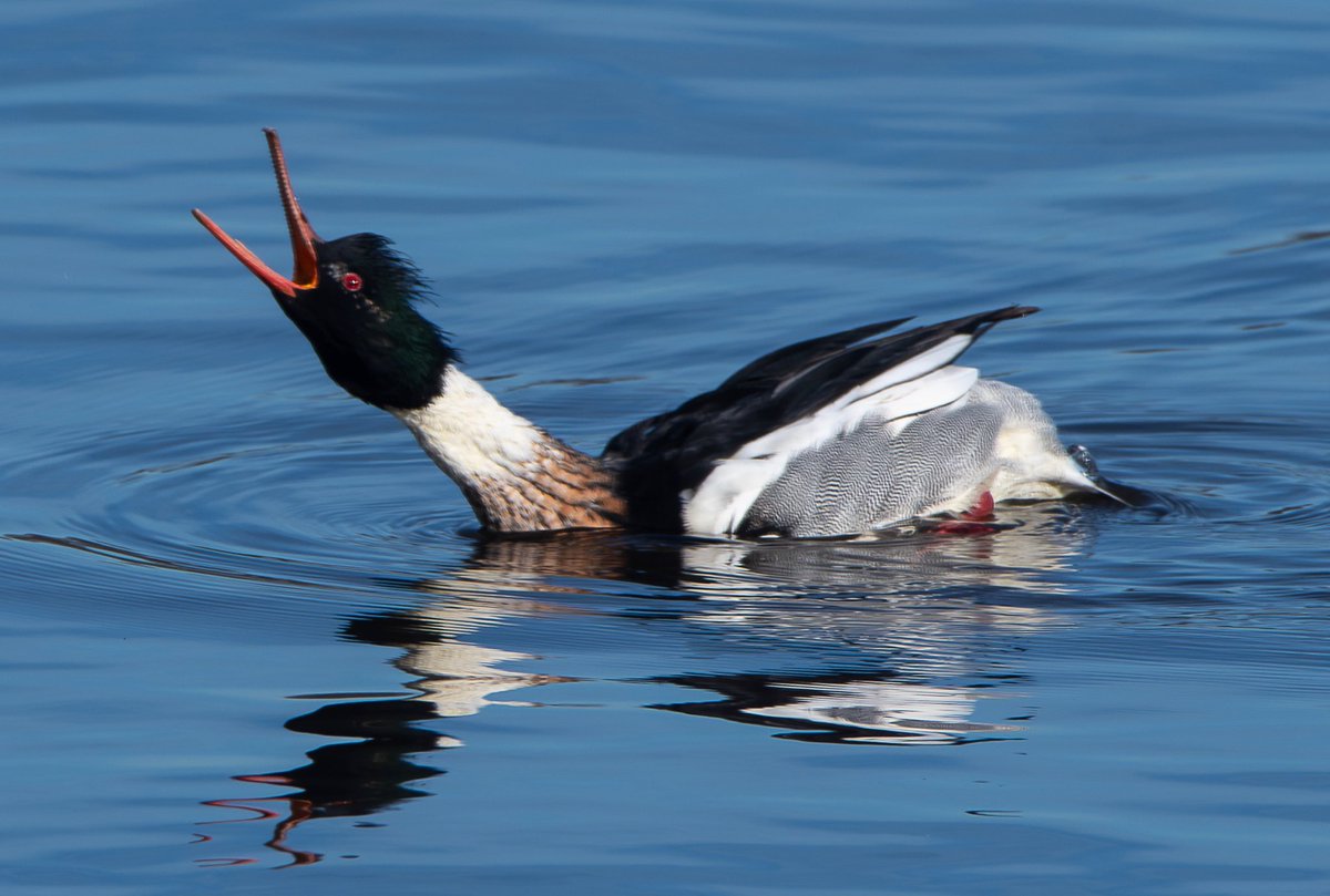 Red-breasted Merganser at the Reservoir today.
#birdcpp