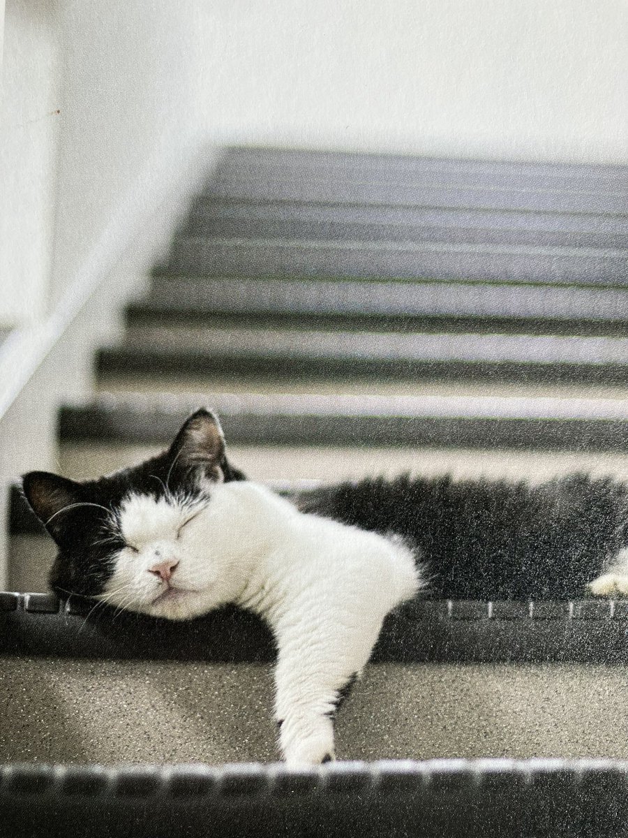 3本足の保護猫ふく😼広報部長 (@fuku_bucho_cat) / Posts / X